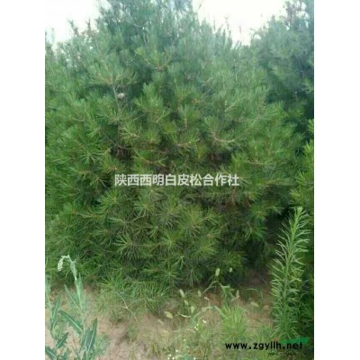 陜西1.5米白皮松