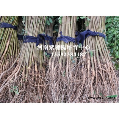 河南紫穗槐培育中心歡迎您 誠信 專業(yè) 價廉 給您優(yōu)質(zhì)服務(wù)