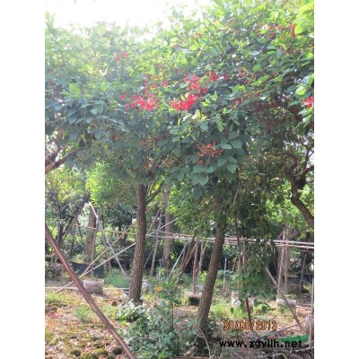 廣州地區(qū)供應(yīng)大量山瑞香袋苗