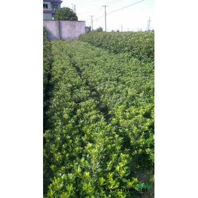 大量供應(yīng)青珊瑚H150-300CM  兩分枝以上 P50以上