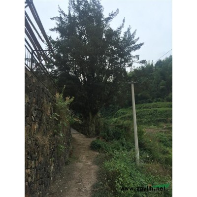 供應(yīng)米徑46公分八月桂