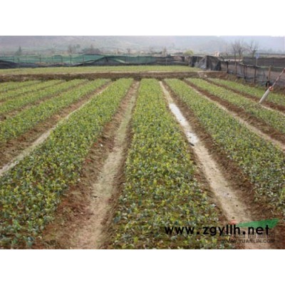 高產(chǎn)油茶苗  油茶樹  山茶油