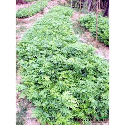 高價收購國內(nèi)外沉香精品原木料
