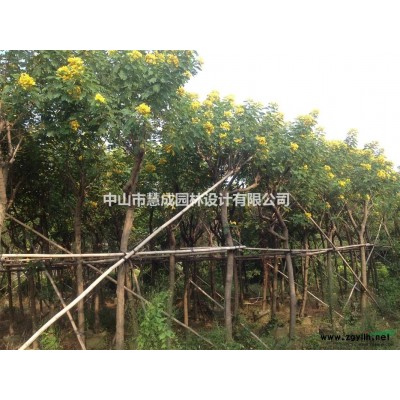 主營紅花紫荊，小葉欖仁、鳳凰木、藍花楹、黃槐、盆架子、小葉榕
