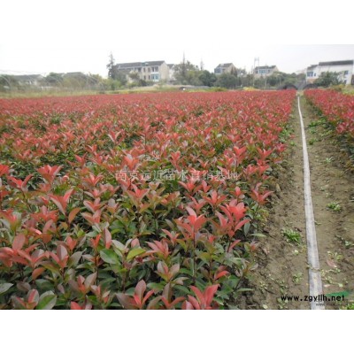 全冠高桿女貞價格，自產自銷苗圃高桿女貞價格參考