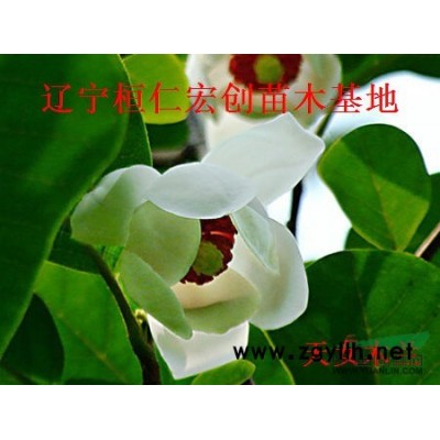 刺五加苗、刺五加基地、刺五加苗價格