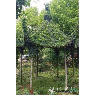 成都有品質的紅葉櫻花供應：紅葉櫻花批發