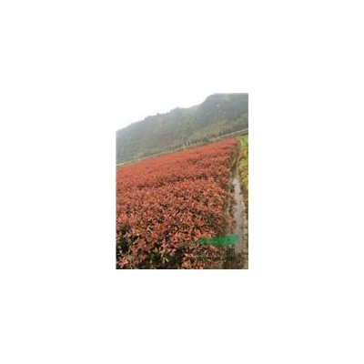 大批紅葉石楠好苗特價出售
