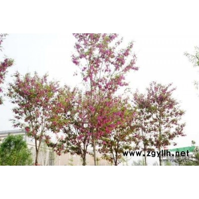 供應沁盛香花槐落葉喬木新品種