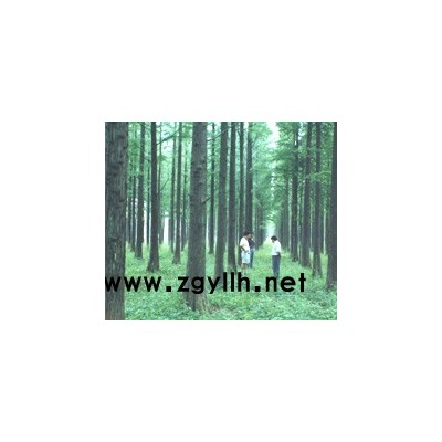 供應(yīng)：落羽杉小苗、中山杉小苗、水杉小苗價格
