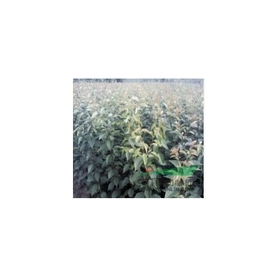 低價大量供應櫻花苗，珙桐苗，七葉樹苗 銀杏苗，高桿紅葉石楠，