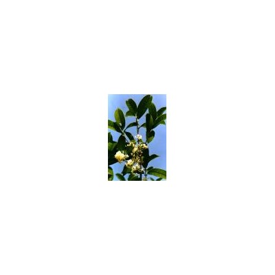 桂花之鄉(xiāng)農(nóng)辦基地供各規(guī)格桂花樹