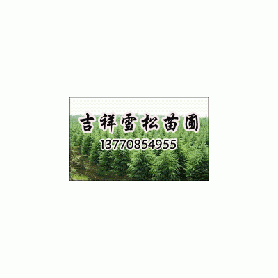 雪松、黃楊等綠化苗木