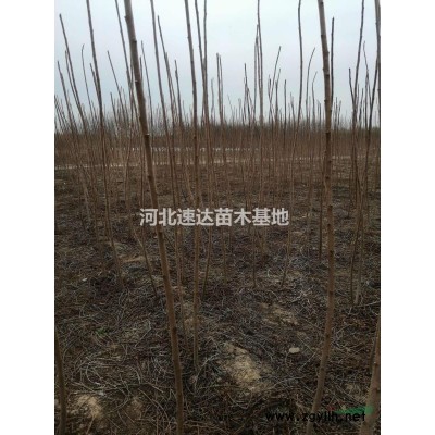 國槐，國槐基地，叢生國槐5--6米