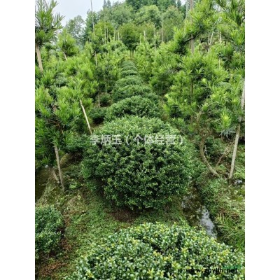 30公分國槐價格.大量出售30-50公分大國槐批發.成都國槐