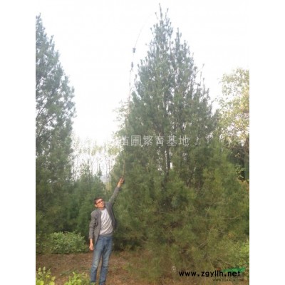 北欒樹價格，8公分，10公分北欒樹分別價格