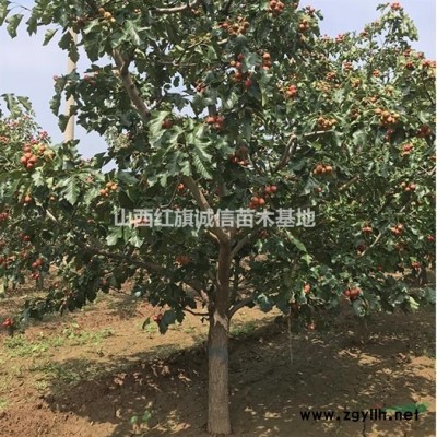 3公分國槐價格、苗圃直銷國槐、精品國槐價格、5公分國槐