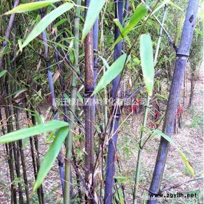 國槐價(jià)格_國槐圖片_國槐產(chǎn)地_國槐綠化苗木苗圃基地