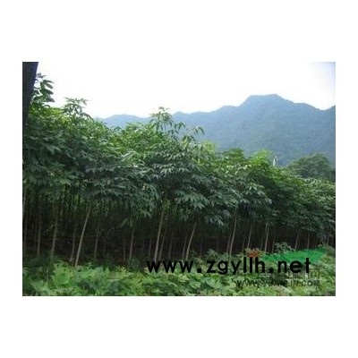 黃連木價(jià)格，國(guó)槐小苗價(jià)格，七葉樹(shù)價(jià)格信息參考