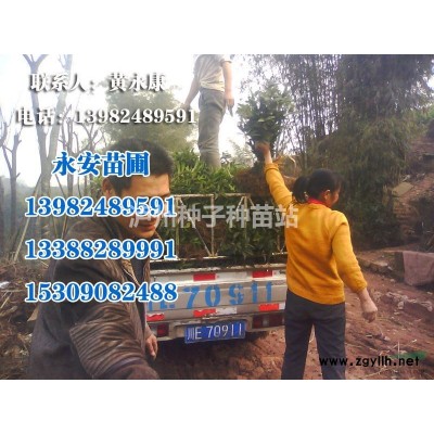 基地批發(fā)瀘州小葉榕苗遵大葉榕苗黃桷樹(shù)小苗棗樹(shù)義國(guó)槐苗皂角苗