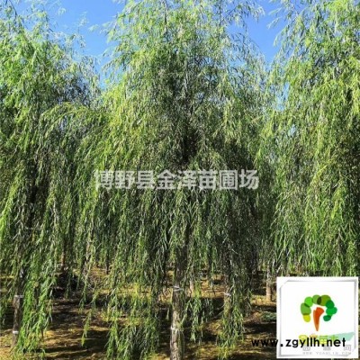 保定供應金枝槐 保定金枝國槐