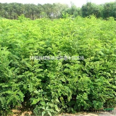 江蘇國槐*新報價