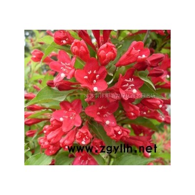 欒樹行情報(bào)價(jià)/欒樹圖片展示