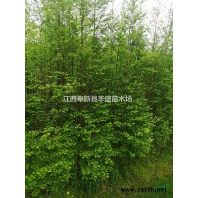 無(wú)患子小苗、欒樹小苗、櫸樹小苗、樸樹小苗、紅豆杉小苗、