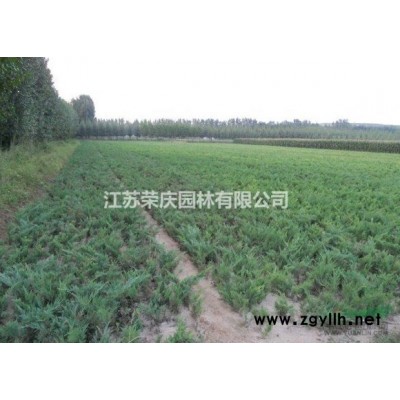 江蘇常年供應規(guī)格4公分~12公分金枝國槐 金枝國槐價格