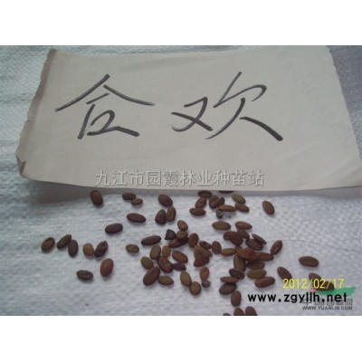 策槐  國槐