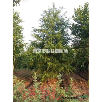 南京地區供應10一20公分欒樹