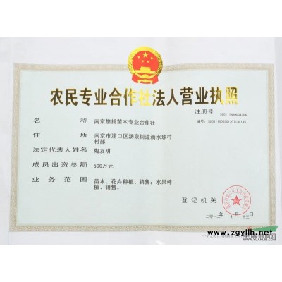 特低價供應1米---3米籽播雪松入圃苗,大規格工程綠化苗