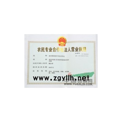 國槐，全冠國槐，南京國槐價格，移栽國槐樹形好