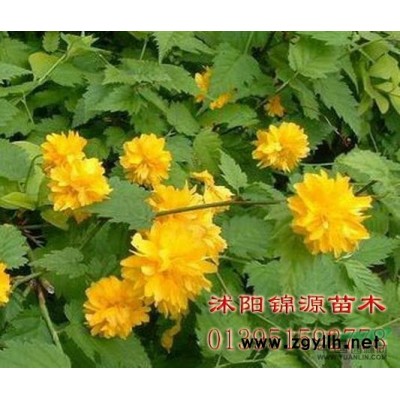 直銷紫葉碧桃苗，紫薇苗，高桿女貞苗，欒樹苗，合歡苗