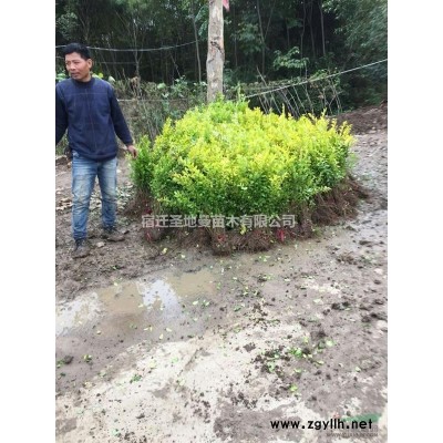供應雪松 黑松 五針松 刺松 塔柏 地柏 側伯