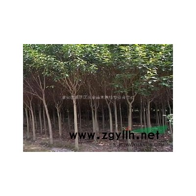 江蘇供應3-5公分南欒2萬棵，欒樹多少錢，欒樹價格哪里便宜