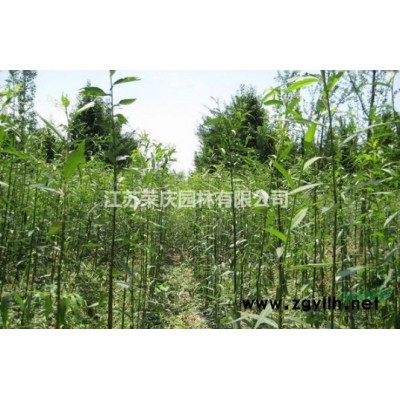 江蘇常年供應規(guī)格3公分~18公分黃山欒樹  黃山欒樹價格