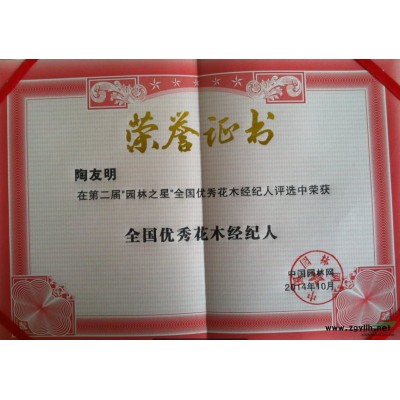欒樹，南京欒樹小苗，15公分欒樹價格