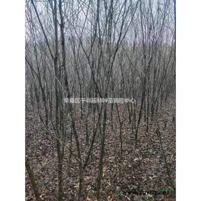 雪松種子什么價格，九江雪松種子大量批發(fā)，雪松種子種植方法
