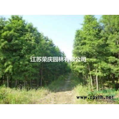江蘇常年供應規(guī)格2米~6米雪松