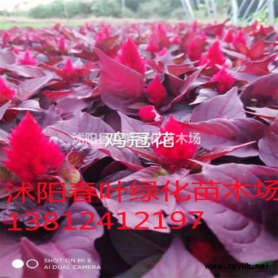 雪松價(jià)格_雪松圖片_雪松產(chǎn)地_雪松基地