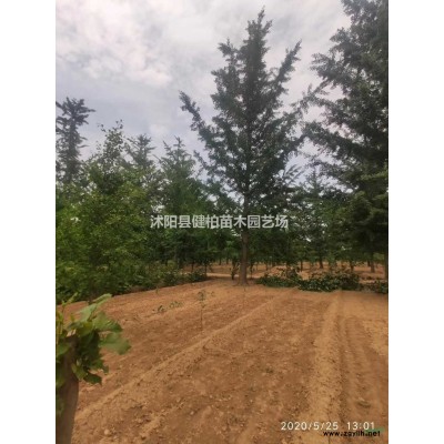 江蘇地區常年供應1-8米雪松，大小規格雪松供應基地