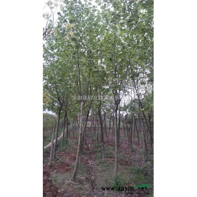 欒樹安徽瑞祥花卉苗木基地，規格*，低價銷售
