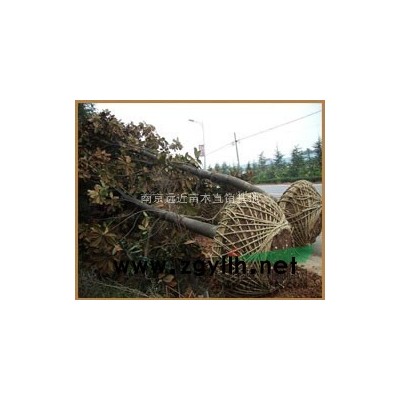 南京地區欒樹價格、優質欒樹價格