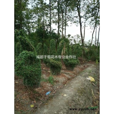 西南香樟種植基地批發(fā)   15公分熟貨香樟價格