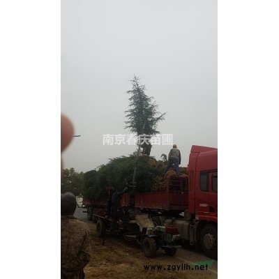 南京20公分廣玉蘭多少錢一棵 廣玉蘭產地15公分價格