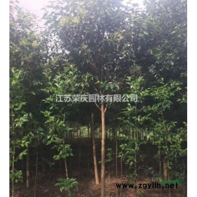 江蘇常年供應規(guī)格6公分~15公分廣玉蘭 廣玉蘭價格