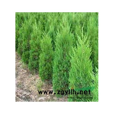 優(yōu)質(zhì)安徽香樟樹 滁州香樟產(chǎn)地直銷