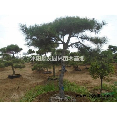 江蘇供應(yīng)銀杏規(guī)格*