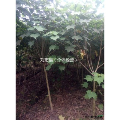 供應廣玉蘭